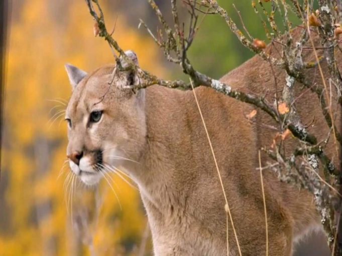 El siglo de Torreón - Hidalgo se mantiene al frente en biodiversidad