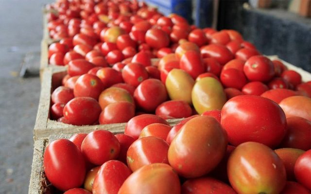 EUA podría imponer aranceles del 25 % al jitomate mexicano EUA podría imponer aranceles del 25 % al jitomate mexicano