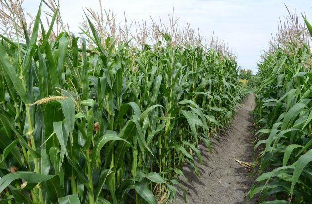 Campesinos de Tulancingo preocupados por el avance del gusano soldado en varios sembradíos de la región Esperan que con pesticidas y las lluvias propias de la temporada la plaga pueda ser erradicada