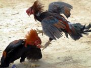Protestarán contra iniciativa de peleas de gallos en Hidalgo Animal Heroes - Protestarán contra iniciativa de peleas de gallos en Hidalgo