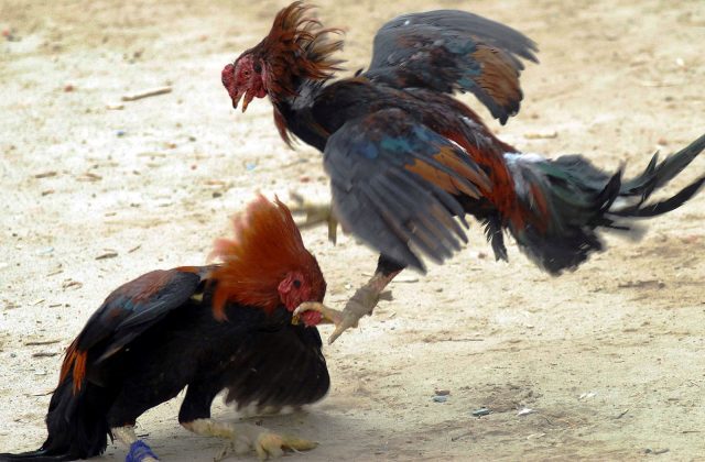 Protestarán contra iniciativa de peleas de gallos en Hidalgo Animal Heroes - Protestarán contra iniciativa de peleas de gallos en Hidalgo