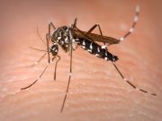 En Hidalgo suman ya 259 casos de dengue Dengue. Hidalgo. En Hidalgo suman ya 259 casos de dengue