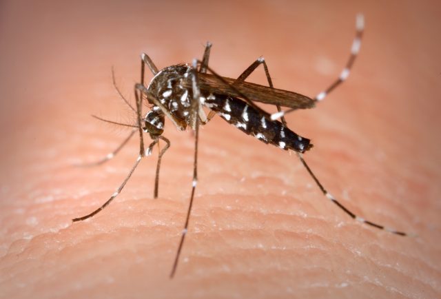 En Hidalgo suman ya 259 casos de dengue Dengue. Hidalgo. En Hidalgo suman ya 259 casos de dengue