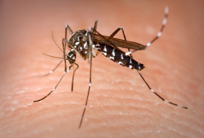 Dengue. Hidalgo. En Hidalgo suman ya 259 casos de dengue