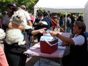 Vacunarán a medio millón de perros y gatos contra la rabia