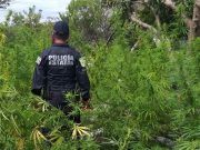 Localizan y queman plantíos de marihuana en Zumpahuacán