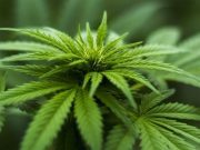 Diputados de Morena plantean crear empresa estatal que distribuya marihuana