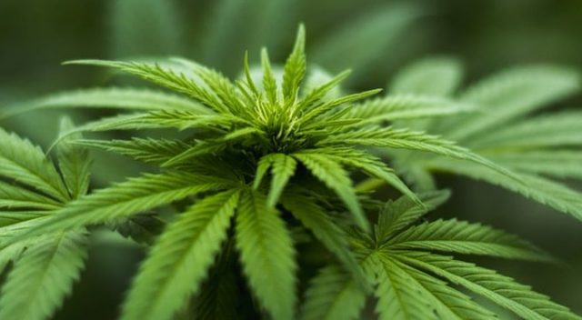 Diputados de Morena plantean crear empresa estatal que distribuya marihuana