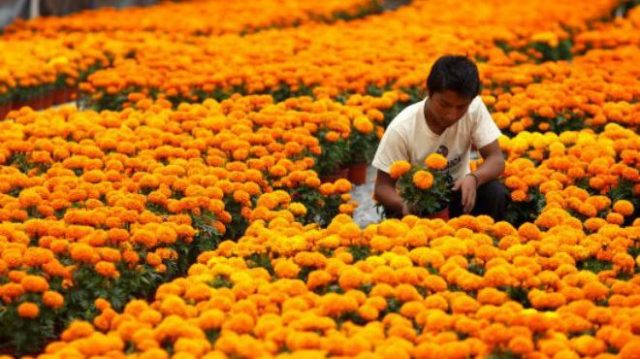 Cempaxúchitl y crisantemo, las flores de temporada que dejarán dividendos millonarios en el Edomex Más de mil millones de pesos dejará la presente temporada para el sector florícola del Estado de México