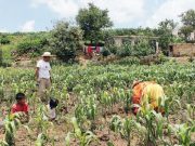 Productores de 76 municipios de Hidalgo sufren los impactos de la sequía Sector agropecuario de Hidalgo afectado por la falta de lluvias
