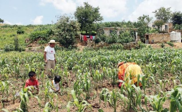 Productores de 76 municipios de Hidalgo sufren los impactos de la sequía Sector agropecuario de Hidalgo afectado por la falta de lluvias