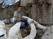 Hallan primera trampa para mamut en Tultepec Dos fosas con más de 800 restos de mamuts fueron encontradas en el municipio mexiquense