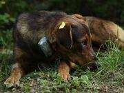 Morena propone acabar con el maltrato animal en todo el país