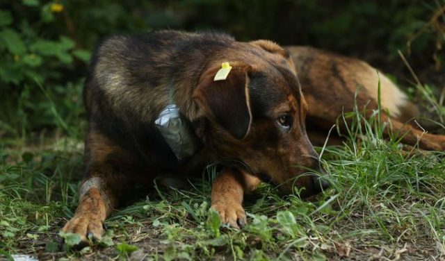 Morena propone acabar con el maltrato animal en todo el país