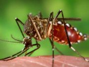 Crecen hasta en 900 % los casos de dengue en Puebla Mackay Hospital - Crecen hasta en 900 % los casos de dengue en Puebla