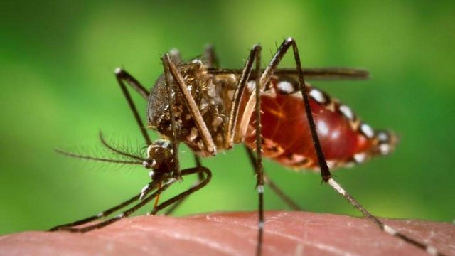 Crecen hasta en 900 % los casos de dengue en Puebla Mackay Hospital - Crecen hasta en 900 % los casos de dengue en Puebla