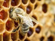 Arranca construcción de salas para la extracción de miel de abeja en Tlanchinol México Desconocido - Arranca construcción de salas para la extracción de miel de abeja en Tlanchinol