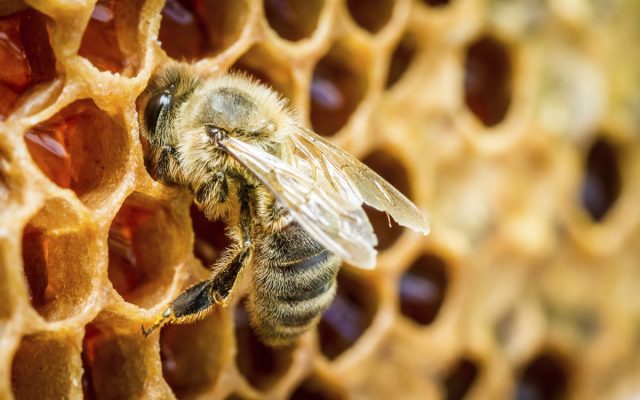 Arranca construcción de salas para la extracción de miel de abeja en Tlanchinol México Desconocido - Arranca construcción de salas para la extracción de miel de abeja en Tlanchinol