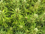 Detienen a 4 sujetos por posesión de marihuana