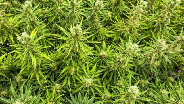 Detienen a 4 sujetos por posesión de marihuana