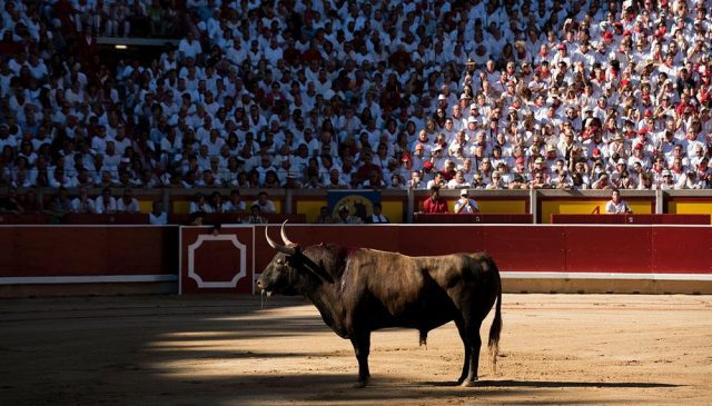 Buscarán prohibir corridas de toros y peleas de gallo en Puebla El Salto - Buscarán prohibir corridas de toros y peleas de gallo en Puebla