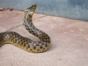 Registran aumento de casos por mordeduras de serpiente Lópex Dóriga - Registran aumento de casos por mordeduras de serpiente