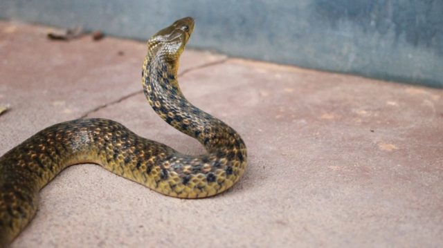 Registran aumento de casos por mordeduras de serpiente Lópex Dóriga - Registran aumento de casos por mordeduras de serpiente