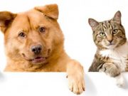 Habrá jornada de esterilización masiva de animales en Tulancingo Milenio - Habrá jornada de esterilización masiva de animales en Tulancingo
