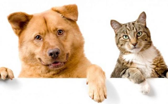 Habrá jornada de esterilización masiva de animales en Tulancingo Milenio - Habrá jornada de esterilización masiva de animales en Tulancingo