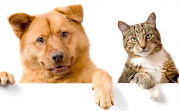 Milenio - Habrá jornada de esterilización masiva de animales en Tulancingo