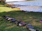 Alerta ambiental en el Edomex por muerte masiva de aves en Lago de Guadalupe