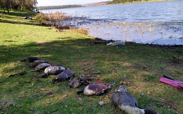 Alerta ambiental en el Edomex por muerte masiva de aves en Lago de Guadalupe
