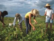 Agricultores sonorenses recibirán recursos del Fondo Nacional de Desastres
