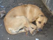 Congreso local plantea propuestas de protección animal