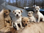 Asesinan a por lo menos 50 perros en Pueblas - Asesinan a por lo menos 50 perros en PueblasPuebla Dos 22