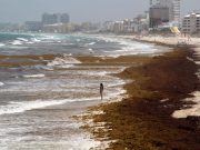 Descarta Semar arribo masivo de sargazo a costas quintanarroenses