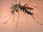 Quintana Roo presentó 13 muertes por dengue W Radio - Quintana Roo presentó 13 muertes por dengue
