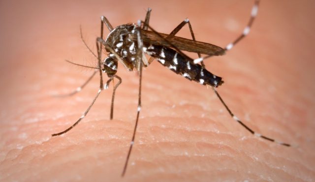 Quintana Roo presentó 13 muertes por dengue W Radio - Quintana Roo presentó 13 muertes por dengue
