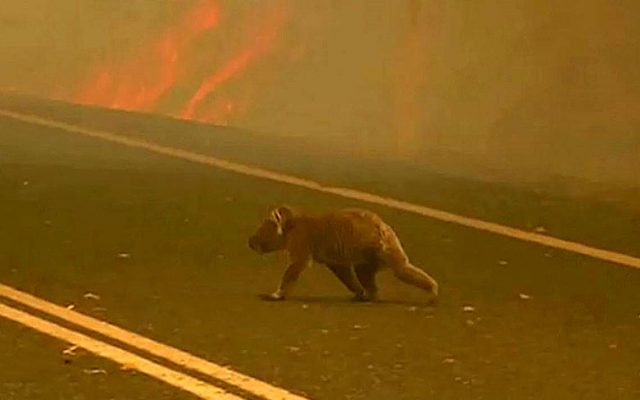 Incendios en Australia terminan con la vida de 480 millones de mamíferos