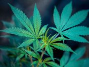 Buscan armonizar el uso de la marihuana en Hidalgo Entrepreneur - Buscan armonizar el uso de la marihuana en Hidalgo