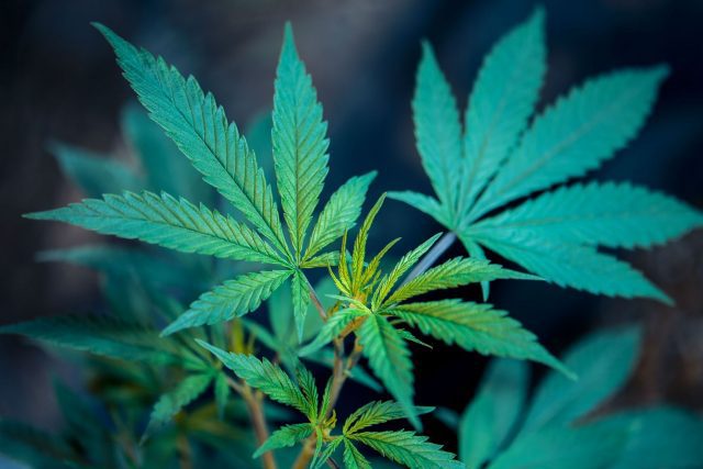 Buscan armonizar el uso de la marihuana en Hidalgo Entrepreneur - Buscan armonizar el uso de la marihuana en Hidalgo
