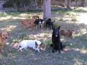 Hombres provocan incendio en refugio de animales en Chalco