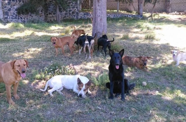 Hombres provocan incendio en refugio de animales en Chalco