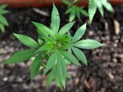 Más de lo mismo: legalizar la marihuana o seguir en la clandestinidad