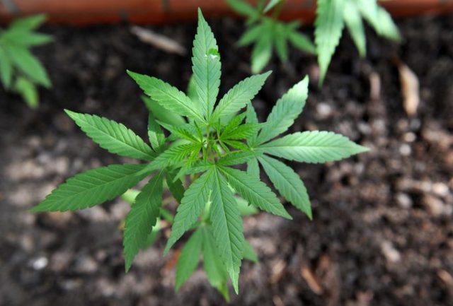 Más de lo mismo: legalizar la marihuana o seguir en la clandestinidad