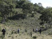Cierran escuelas en Valle de Bravo por ataque de felino