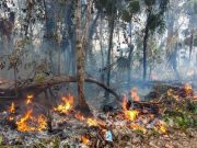 Incendios forestales continúan golpeando a Quintana Roo