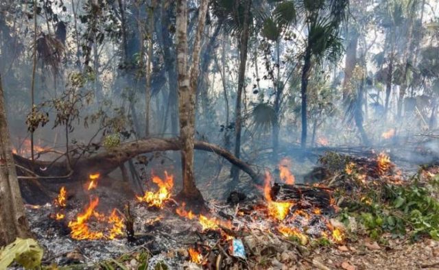 Incendios forestales continúan golpeando a Quintana Roo