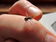 Hidalgo se posiciona en el lugar número 15 por casos de dengue La Silla Rota