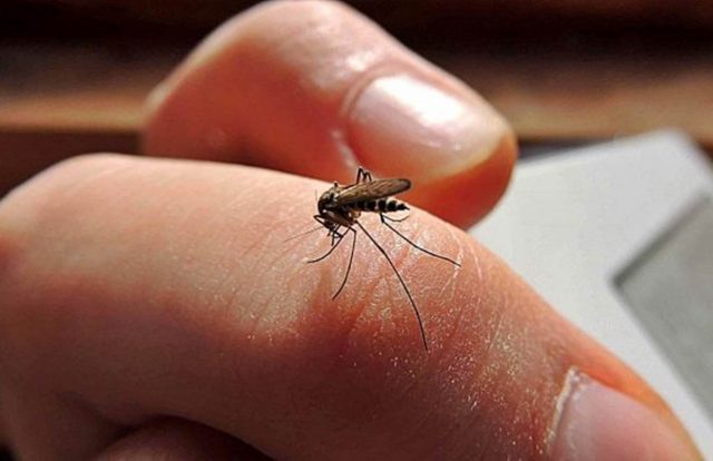 Hidalgo se posiciona en el lugar número 15 por casos de dengue La Silla Rota